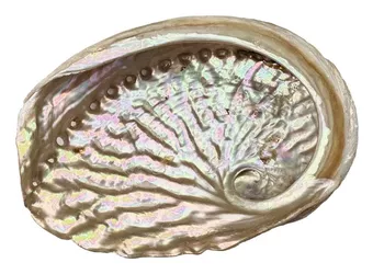 Concha de Abalone Austrália 15-17cm